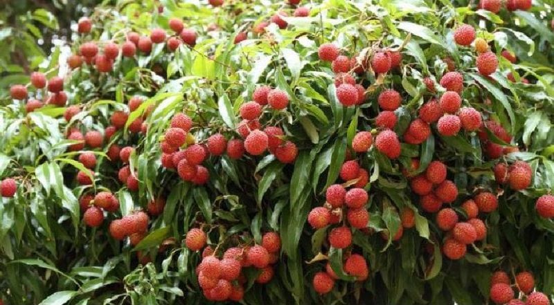 Litchi of Muzaffarpur