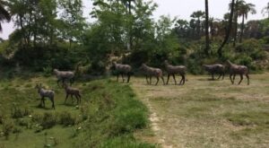 Wild Animals
