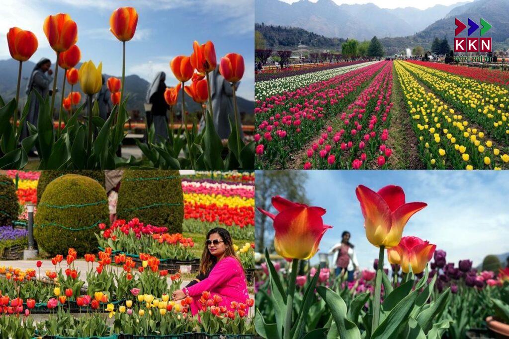 Asia's Largest Tulip Garden to Open in Srinagar on March 26th, Visitors Can Experience 74 Varieties of Flowers
