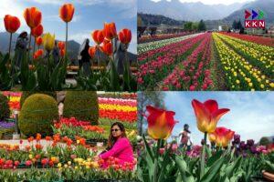 Asia's Largest Tulip Garden to Open in Srinagar on March 26th, Visitors Can Experience 74 Varieties of Flowers